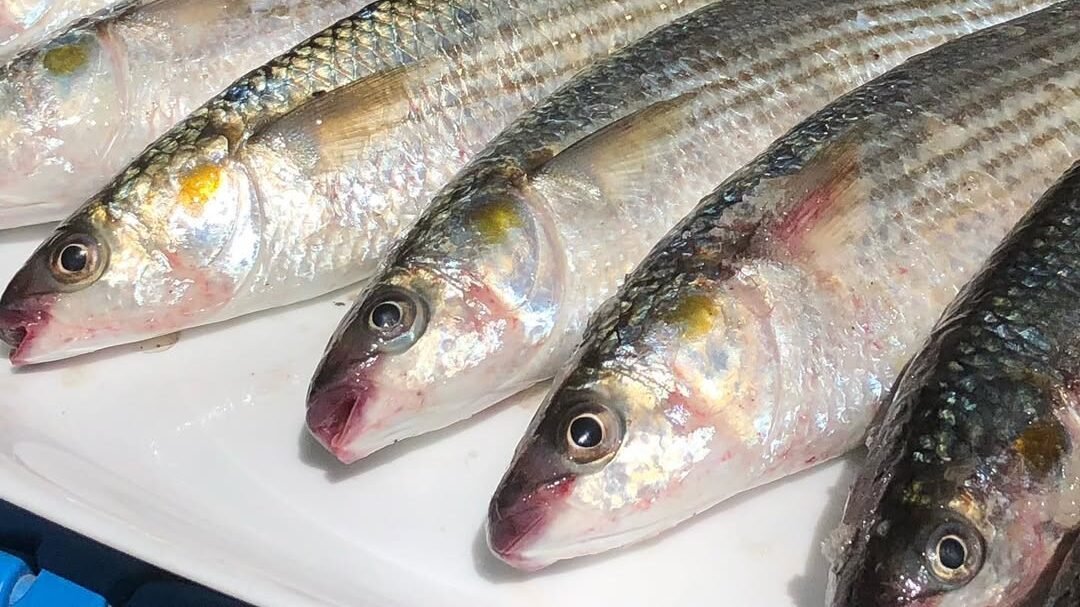 Restorante Peshku në Divjakë-Karavasta